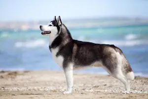 Siberian Husky